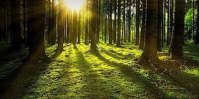 7.Fachkraft für Natur- und Waldpädagogik